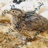 بلدرچین ارگانیک