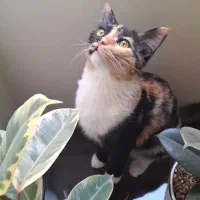 گربه ماده 1 ساله عقیم شده