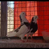 جفت ابلغ سیاه دهنخورده
