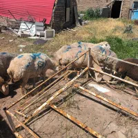 گوسفندمناسب قربانیغ