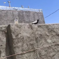 کبوتر