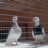 طوقی کاکل میخ پا لخت