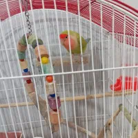 طوطی برزیلی
