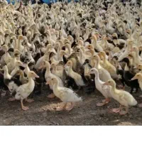 ۴ هزارتا اردک گوشتی موجوده
