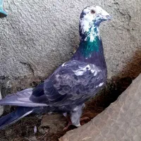 کفتر پرشی کلاغ کرباتی پشت ساده سینه کله دانه ۲۵۰