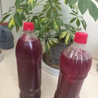 اب انار|خوردنی و آشامیدنی|خورموج, |دیوار