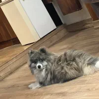 پامر ۲سال ونیم