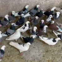 250کبوتر پرشی