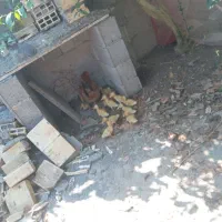 جوجه اردک پکنی