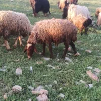 40عدد میش جوان و سرحال