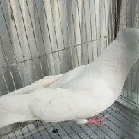 سفید|پرنده|بم, |دیوار