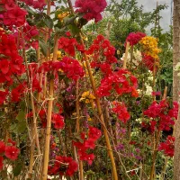 میوه گل مرکبات افرا کاج گل کاغذی