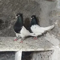 کبوتر