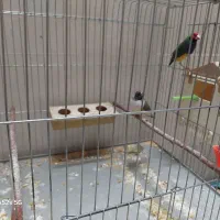 فنچ گلدین سبز