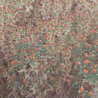 فروش ۵هکتار گل گلرنگ
