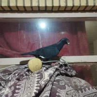 مینا سیاه باختی