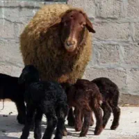 بره نژاد دار همو