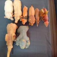 حیوان اسباب بازی
