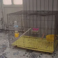 دو عددقفس