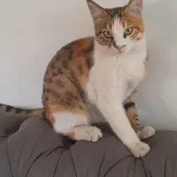 گمشده شهرک