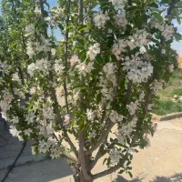 کود گل دهی فروت ست