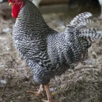 فروش انواع جوجه