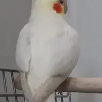 عروس هلندی نر آواز خوان