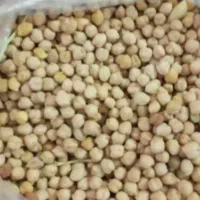 نخود دیمی تازه
