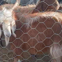 فروش سابرین در معمولان