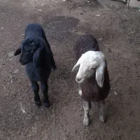 بره