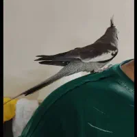 عروس هلندی