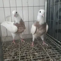 کبوتر .جوجه طوقی