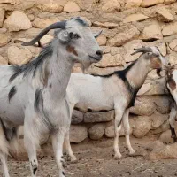 کهر نر وچاق مخصوص کشتار