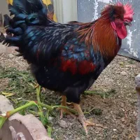 خروس درشت