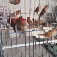 تعدادی قناری سرخ و دارچینی جوجه و کهنه