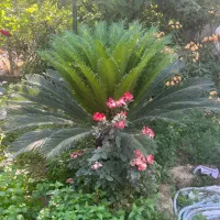 گل سیکاس
