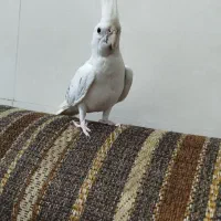 عروس هلندی پروانه ای اشتی
