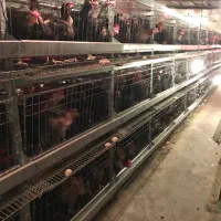 فروش مرغ محلی گلپایگان