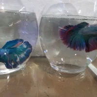 فروش فایتر خاص وارداتی همراه تنگ چمنی