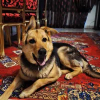 سگ ژرمن|سگ|کرج, کوی کارمندان شمالی|دیوار