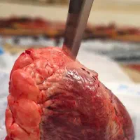 میکس دل و عصاره سیر ویژه مجموعه  مستر دیسکس
