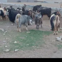 ۳۳راس بز داشتی