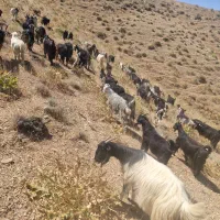 بز داشتی کهر دار