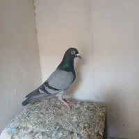 کفترسبزوهفت رنگ