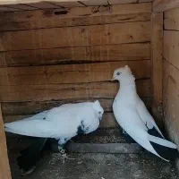دم سیاه نرو ماده سرور دم سفید نرو ماده