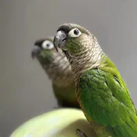 عروس هلندی و گرینچیک