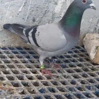 خریدار جوجه پلاکی