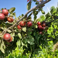۵۵۰۰ متر باغ صفا|فروش زمین و ملک کلنگی|تهران, آبشار|دیوار