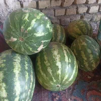 هندوانه دامی