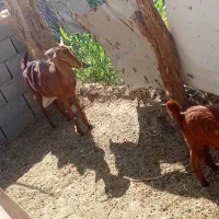 بز‌مری‌‌دوقلو‌